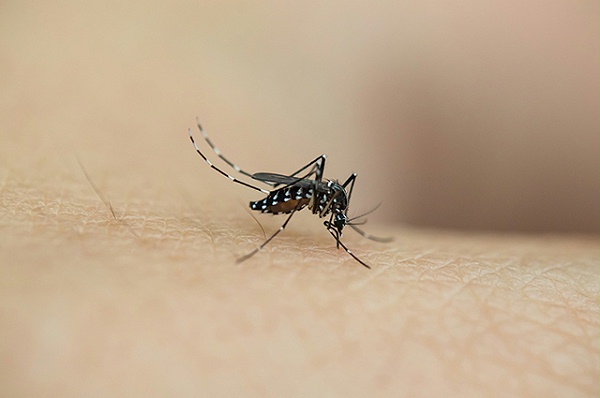 蚊子不能传染乙肝