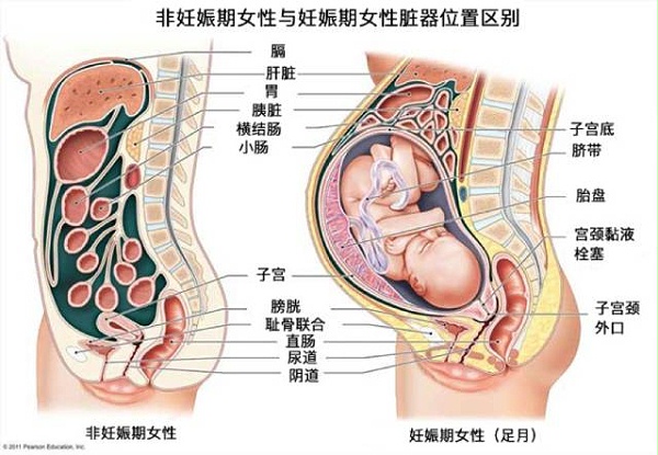 孕期身体变化
